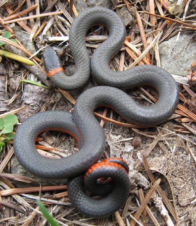 Pacific Ringneck Snake
